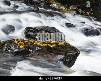 Autumn leaves in a fast flowing stream at Aira Force waterfall in Lake District Stock Photo