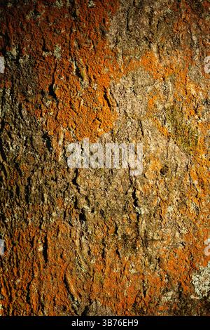 Textured tree bark with vibrant orange lichen: A close-up of rough tree bark covered in bright orange lichen and patches of moss Stock Photo