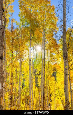 Beautiful rays of sunlight shining through a forest of aspen trees in Colorado Stock Photo