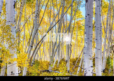 Beautiful rays of sunlight shining through a forest of aspen trees in Colorado Stock Photo