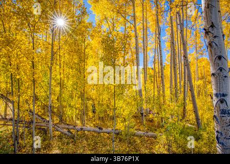 Beautiful rays of sunlight shining through a forest of aspen trees in Colorado Stock Photo