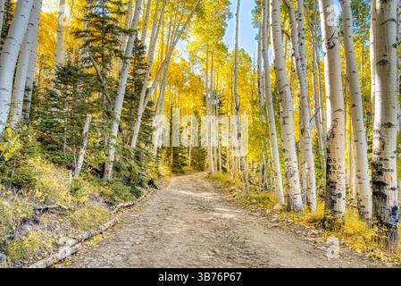 Road through an autumn forest of golden aspen trees in the mountains of Colorado Stock Photo