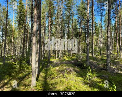 A sunlit view inside a dense green forest, showcasing tall trees and dappled sunlight in north Sweden. Stock Photo