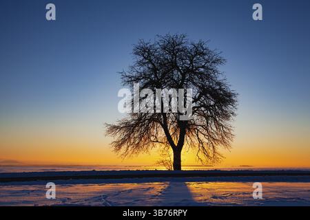 Empty road through snow-covered field after a blizzard at sunset. Clear sky, golden light. Idyllic rural scene Stock Photo