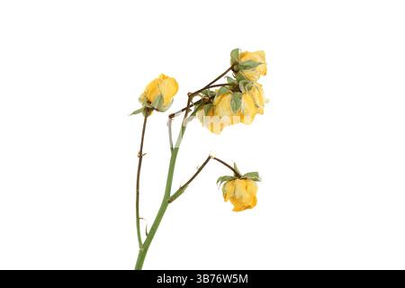 Dry rose branch with dried yellow buds on a white background. Copy space. Stock Photo