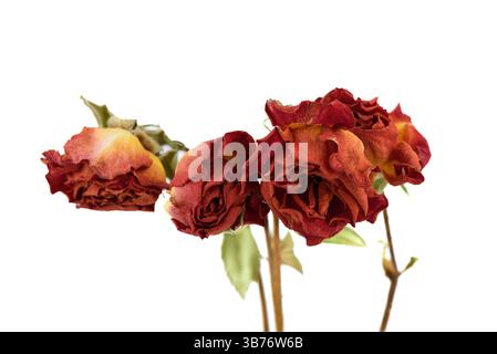 Close-up of dried red rose buds on white background. Copy space. Stock Photo