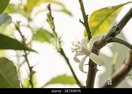 White blossom lemon tree, citrus, amidst leaves and green branches in the sunlight Stock Photo