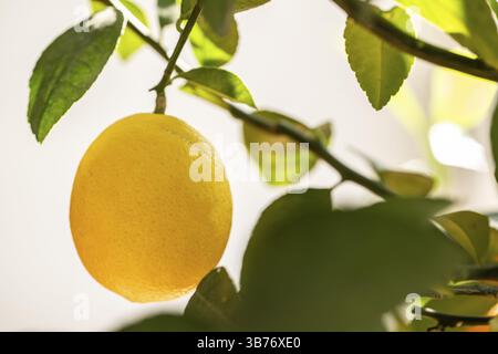 Ripe yellow lemon hanging on a branch, lemon tree, citrus, between green leaves Stock Photo