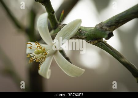 Close-up of a white blossom, lemon tree, citrus (Citrus) Stock Photo