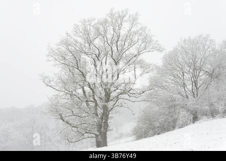 Winter landscape, gnarled solitary tree, oak (Quercus) in dense snowfall, North Rhine-Westphalia, Germany, Europe Stock Photo
