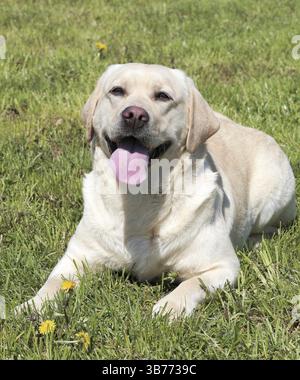 Typical Labrador Retriever in the spring garden Stock Photo - Alamy