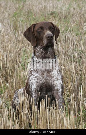 German Short-haired Pointing Dog on the corn field Stock Photo