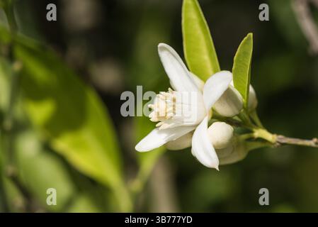 Flower of an Orange tree (Citrus sinensis) in SW Turkiye Stock Photo