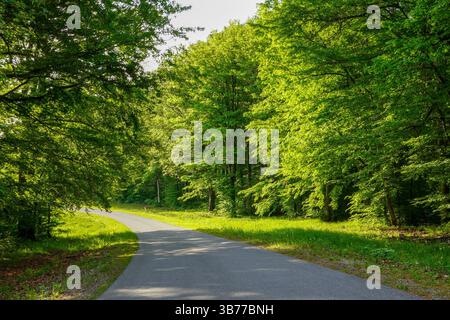 An empty winding road through green trees. Stock Photo