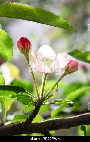 Apple tree with a blossom and two unopened buds Stock Photo
