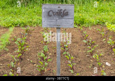 Young beetroot plants thriving in a Slovakian garden Stock Photo