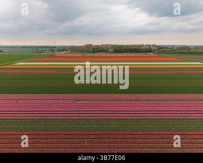 A vibrant aerial view of tulip fields in full bloom, with colorful rows stretching across the landscape under a cloudy sky Stock Photo