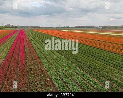 A stunning aerial view of blooming tulip fields lined up in colourful rows under a cloudy sky, showcasing Dutch agriculture. Stock Photo