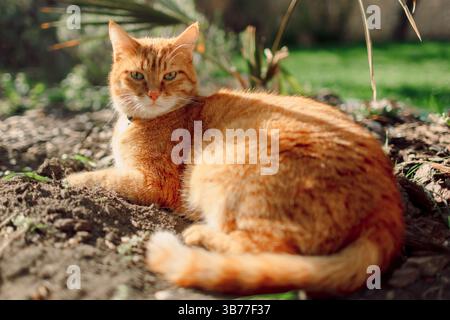Ginger cat in backyard garden. Furry orange cat relaxing outdoor with sunshine Stock Photo