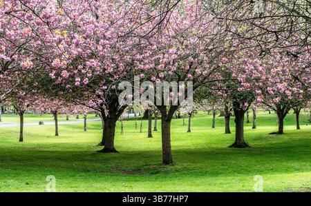 Cherry blossom trees in full bloom during spring Stock Photo