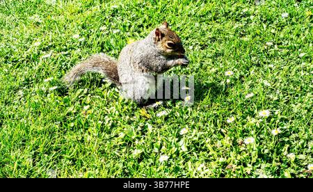This image shows a gray squirrel standing upright on green grass, holding and nibbling on some food with its front paws. The scene is bright and sunli Stock Photo