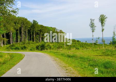 Sunlight shining through the trees in the forest. dawn, morning on a forest road. Stock Photo