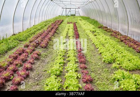 Organic lettuce grown in a polytunnel. Stock Photo