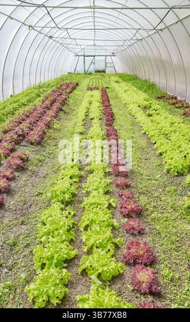 Organic lettuce grown in a polytunnel. Stock Photo
