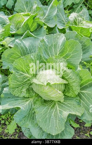 Close up of cabbage on an organic plantation, selective focus. Stock Photo