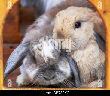 Aries rabbits with their typical hanging ears cuddle in their box Stock Photo