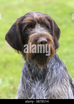 The portrait of Bohemian wire-haired Pointing Griffon Stock Photo