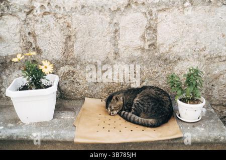 A gray cat sleeps on a bed on a stone step between flower pots. Stock Photo