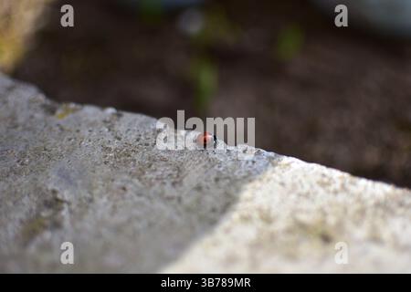 Small ladybird lady bug, lady beetle walking on concrete. Stock Photo