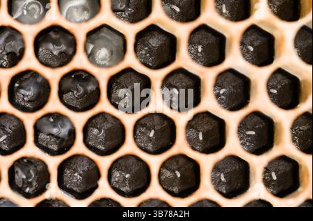Honey bee eggs in beeswax comb on black foundation Stock Photo