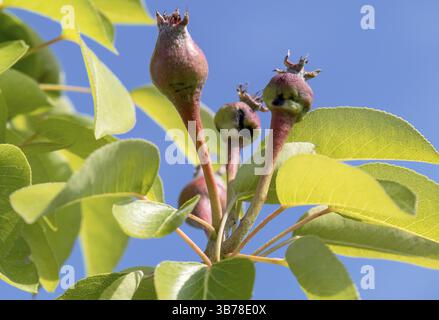 Ripening apples, buds, close-up Stock Photo - Alamy