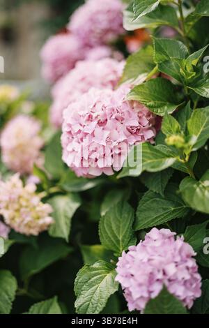 Pink hydrangea flowers close-up in green leaves. Stock Photo