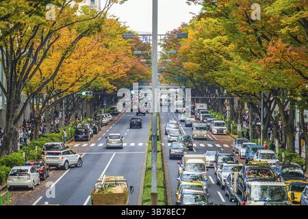Omotesando autumn leaves. Shooting Location: Tokyo metropolitan area Stock Photo
