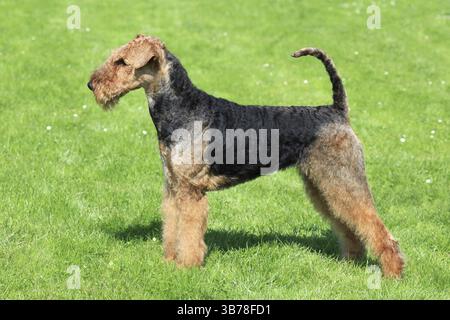 The portrait of Airedale Terrier in the garden Stock Photo