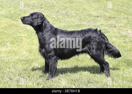 Typical Flat Coated Retriever in the spring garden Stock Photo