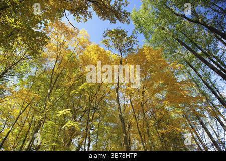 Sky view through the trees of a forest in autumn. Looking up at the trees. Low angle view on the canopy of a forest Stock Photo