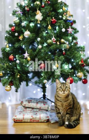 Gray fluffy cat under a decorated Christmas tree with wrapped gifts. Stock Photo