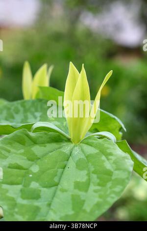 Trillium luteum, or Yellow wood trillium, a shade loving perennial with single yellow flower, in a woodland garden. UK Stock Photo