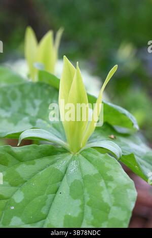 Trillium luteum, or Yellow wood trillium, a shade loving perennial with single yellow flower, in a woodland garden. UK Stock Photo