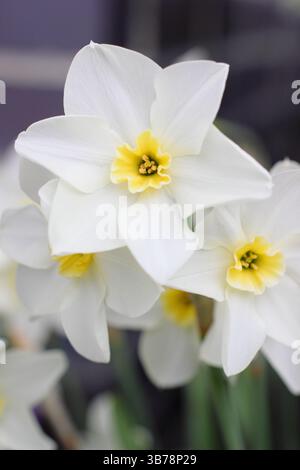 Narcissus Lieke jonquilla daffodil, multiheaded with creamy white petals and yellow centre. UK Stock Photo
