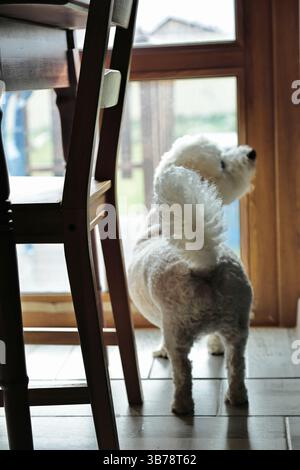 The dog stands at the glass door leading to the courtyard of a private house and looks up at its owner Stock Photo