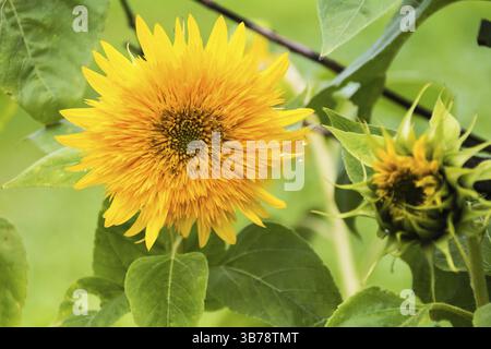Sunflower (Helianthus annuus) Stock Photo