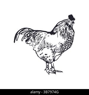 Rooster in graphic style. Black ink sketch. Hand drawn vector illustration of domestic farm bird. For greeting cards, labels, banners, posters. Stock Vector