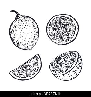 Lemons set in graphic style. Whole fruit and slices. Black ink sketch. Hand drawn vector illustration. For postcards, food and cosmetic labels Stock Vector