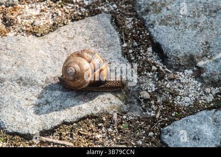 Snail crawling on the stone paved road closeup Stock Photo
