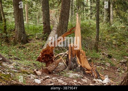 Fallen tree broken at the trunk Stock Photo